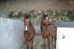 Box chevaux